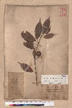 Pasania konishii (Hayata) Schottky 油葉石櫟