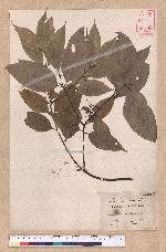 Cinnamomum osmophloeum Kanehira 土肉桂