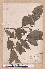 Cinnamomum osmophloeum Kanehira 土肉桂