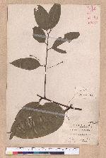Cinnamomum osmophloeum Kanehira 土肉桂