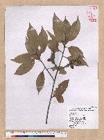 Pasania glabra (Thunb.) Oerst. 子彈石櫟