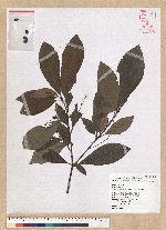 Phoebe formosana (Hayata) Hayata 臺灣雅楠