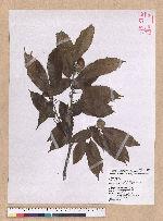 Cyclobalanopsis stenophylloides (Hayata) Kudo & Masamune ex Kudo 狹葉櫟
