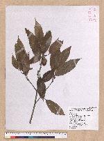 Cyclobalanopsis stenophylloides (Hayata) Kudo & Masamune ex Kudo 狹葉櫟