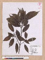 Cyclobalanopsis stenophylloides (Hayata) Kudo & Masamune ex Kudo 狹葉櫟