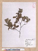 Quercus tarokoensis Hayata 太魯閣櫟