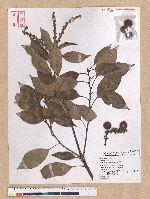 Pasania rhombocarpa Hayata 菱果石櫟