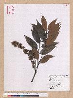 Castanopsis hystrix A. DC. 火燒柯
