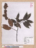 Castanopsis hystrix A. DC. 火燒柯