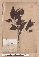 Cinnamomum randaiense Hayata 香桂