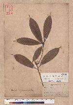 Quercus ternaticupula