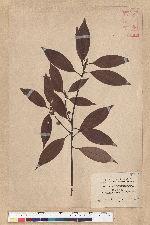 Neolitsea aciculata (Blume) Koidz. 銳葉新木薑子