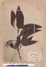 Quercus variabilis Blume 栓皮櫟