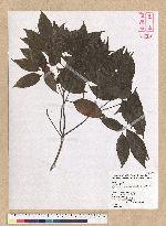 Neolitsea parvigemma (Hayata) Kanehira & Sasaki 小芽新木薑子