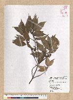 Neolitsea parvigemma (Hayata) Kanehira & Sasaki 小芽新木薑子