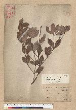 Neolitsea buisanensis Yamamoto & Kamikoti 武威山新木薑子