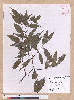 Cinnamomum subavenium Miq. 細葉香樟(香桂)