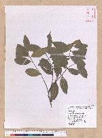 Cinnamomum subavenium Miq. 細葉香樟(香桂)