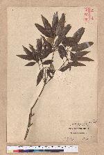 Cyclobalanopsis hypophaea (Hayata) Kudo 灰背櫟