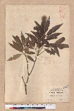 Cyclobalanopsis hypophaea (Hayata) Kudo 灰背櫟