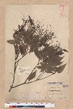 Castanopsis longicaudata (Hayata) Kaneh. et Hatus. 長尾尖櫧