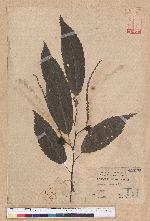 Castanea crenata Sieb. et Zucc. 茅栗