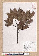 Cyclobalanopsis sessilifolia (Blume) Schottky 毽子櫟