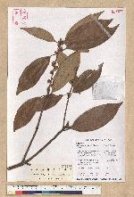 Neolitsea konishii (Hayata) Kanehira & Sasaki 五掌楠