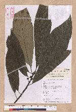 Lindera megaphylla Hemsl. 大葉釣樟