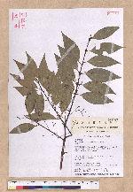 Cinnamomum insulari-montanum Hayata 山肉桂(台灣肉桂)