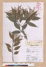 Castanopsis carlesii (Hemsl.) Hayata var. sessilis Nakai 鋸葉長尾栲