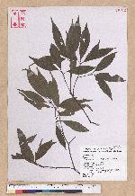 Cyclobalanopsis longinux (Hayata) Schott. 錐果櫟