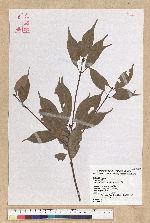 Machilus thunbergii Siebold & Zucc. 紅楠(豬腳楠)