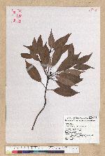 Machilus thunbergii Siebold & Zucc. 紅楠(豬腳楠)