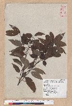 Cyclobalanopsis globosa Lin & Liu 圓果椆