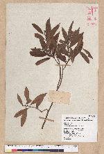 Litsea morrisonensis Hayata 玉山木薑子