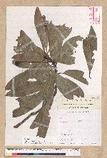 Machilus japonica Siebold et Zucc. var. kusanoi (Hayata) Liao 大葉楠