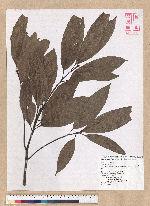 Machilus zuihoensis Hayata var. mushaensis (Lu) Y. C. Liu 青葉楠(霧社楨楠)