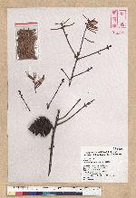 Pseudotsuga wilsoniana Hayata 臺灣黃杉(威氏帝杉)