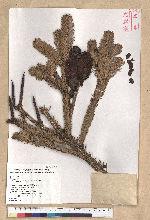 Abies kawakamii (Hayata) Ito 臺灣冷杉