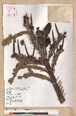 Abies kawakamii (Hayata) Ito 臺灣冷杉