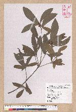Litsea hypophaea Hayata 小梗木薑子(黃肉樹)