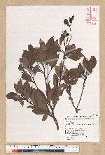 Machilus obovatifolia (Hayata) Kanehira & Sasaki 倒卵葉楠