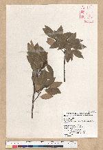 Neolitsea acuminatissima (Hayata) Kanehira et Sasaki 高山新木薑子