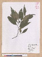 Castanopsis carlesii (Hemsl.) Hayata 長尾栲
