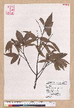 Castanopsis carlesii (Hemsl.) Hayata 長尾栲