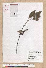 Neolitsea sericea (Blume) Koidz. 白新木薑子