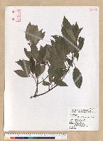 Neolitsea sericea (Blume) Koidz. 白新木薑子