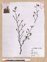 Fagus hayatae Palib. 臺灣山毛櫸