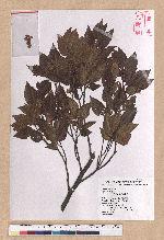 Fagus hayatae Palib. 臺灣山毛櫸